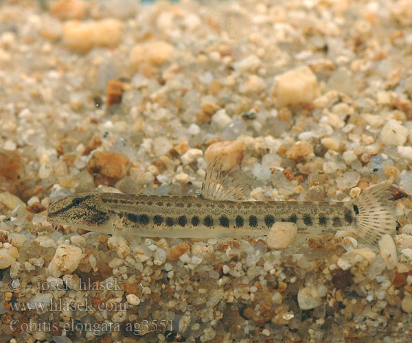 Cobitis elongata ag3551