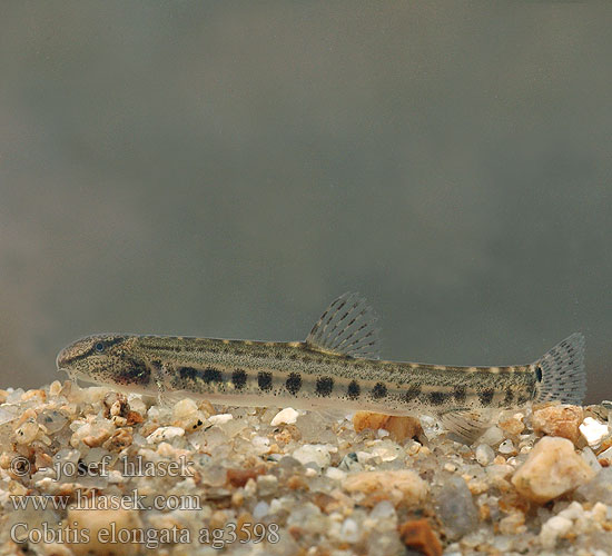 Balkan-modderkruiper Veliki vijun Fâsa mare Pĺž balkánsky Cobitis elongata Balkan Loach Balkan-Steinbeißer Sekavec protáhlý štíhlý obecný písečný Nyurga csík Koza bałkańska Velika nežica Голям щипок Balkansk pigsmerling