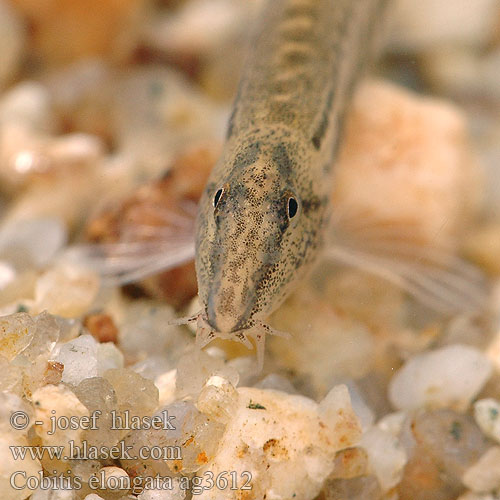 Pĺž balkánsky Cobitis elongata Balkan Loach Balkan-Steinbeißer Sekavec protáhlý štíhlý obecný písečný Nyurga csík Koza bałkańska Velika nežica Голям щипок Balkansk pigsmerling Balkan-modderkruiper Veliki vijun Fâsa mare