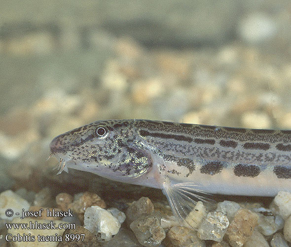 Balkan Loach Balkan-Steinbeißer Sekavec protáhlý štíhlý obecný písečný Nyurga csík Koza bałkańska Velika nežica Голям щипок Balkansk pigsmerling Balkan-modderkruiper Veliki vijun Fâsa mare Pĺž balkánsky Cobitis elongata