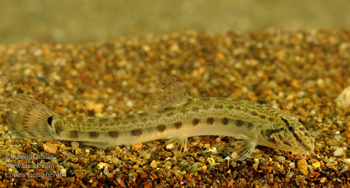 Cobitis elongatoides taenia Balkan Loach Sekavec protáhlý štíhlý obecný písečný Balkan-Steinbeißer Koza bałkańska Pĺž balkánsky Nyurga csík Balkan-modderkruiper Голям щипок Balkansk pigsmerling Fâsa mare Velika nežica