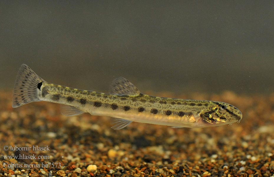 Голям щипок Balkansk pigsmerling Fâsa mare Velika nežica Cobitis elongatoides taenia Balkan Loach Sekavec protáhlý štíhlý obecný písečný Balkan-Steinbeißer Koza bałkańska Pĺž balkánsky Nyurga csík Balkan-modderkruiper