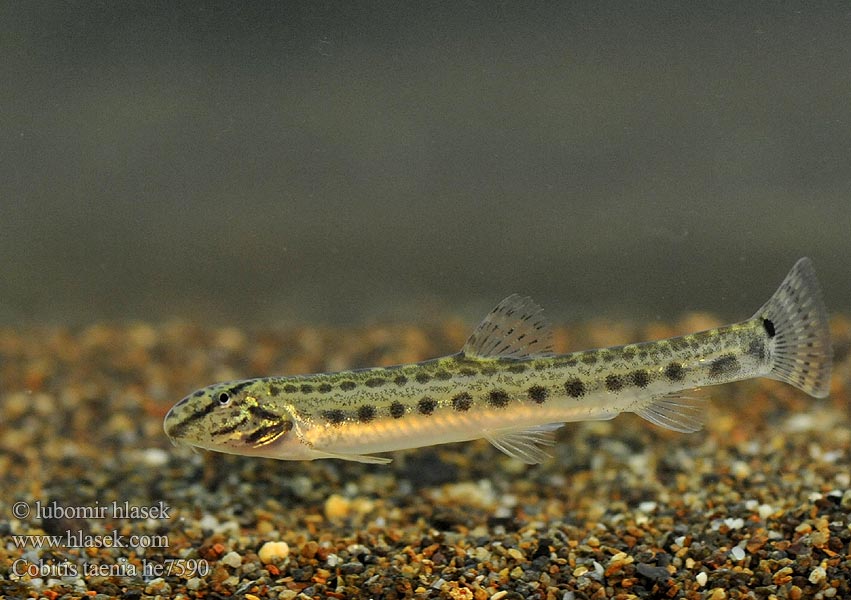 Velika nežica Cobitis elongatoides taenia Balkan Loach Sekavec protáhlý štíhlý obecný písečný Balkan-Steinbeißer Koza bałkańska Pĺž balkánsky Nyurga csík Balkan-modderkruiper Голям щипок Balkansk pigsmerling Fâsa mare