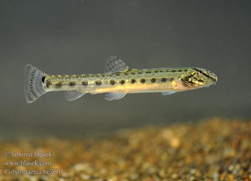 Balkan Loach Sekavec protáhlý štíhlý obecný písečný Balkan-Steinbeißer Koza bałkańska Pĺž balkánsky Nyurga csík Balkan-modderkruiper Голям щипок Balkansk pigsmerling Fâsa mare Velika nežica Cobitis elongatoides taenia