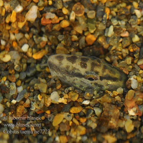 Balkansk pigsmerling Fâsa mare Velika nežica Cobitis elongatoides taenia Balkan Loach Sekavec protáhlý štíhlý obecný písečný Balkan-Steinbeißer Koza bałkańska Pĺž balkánsky Nyurga csík Balkan-modderkruiper Голям щипок