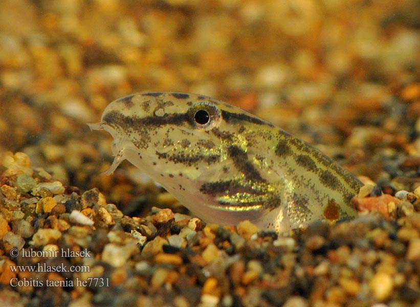 Fâsa mare Velika nežica Cobitis elongatoides taenia Balkan Loach Sekavec protáhlý štíhlý obecný písečný Balkan-Steinbeißer Koza bałkańska Pĺž balkánsky Nyurga csík Balkan-modderkruiper Голям щипок Balkansk pigsmerling