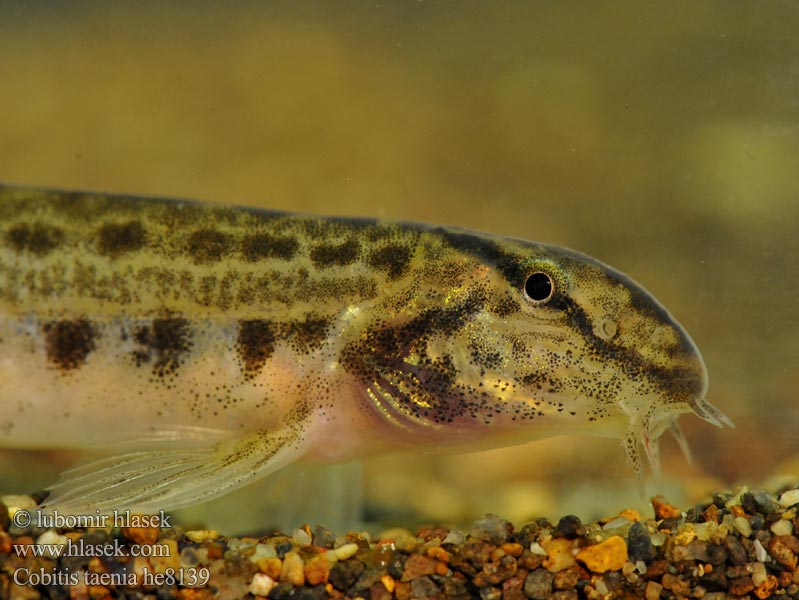 Cobitis elongatoides taenia Fâsa mare Velika nežica Balkan Loach Sekavec protáhlý štíhlý obecný písečný Balkan-Steinbeißer Koza bałkańska Pĺž balkánsky Nyurga csík Balkan-modderkruiper Голям щипок Balkansk pigsmerling