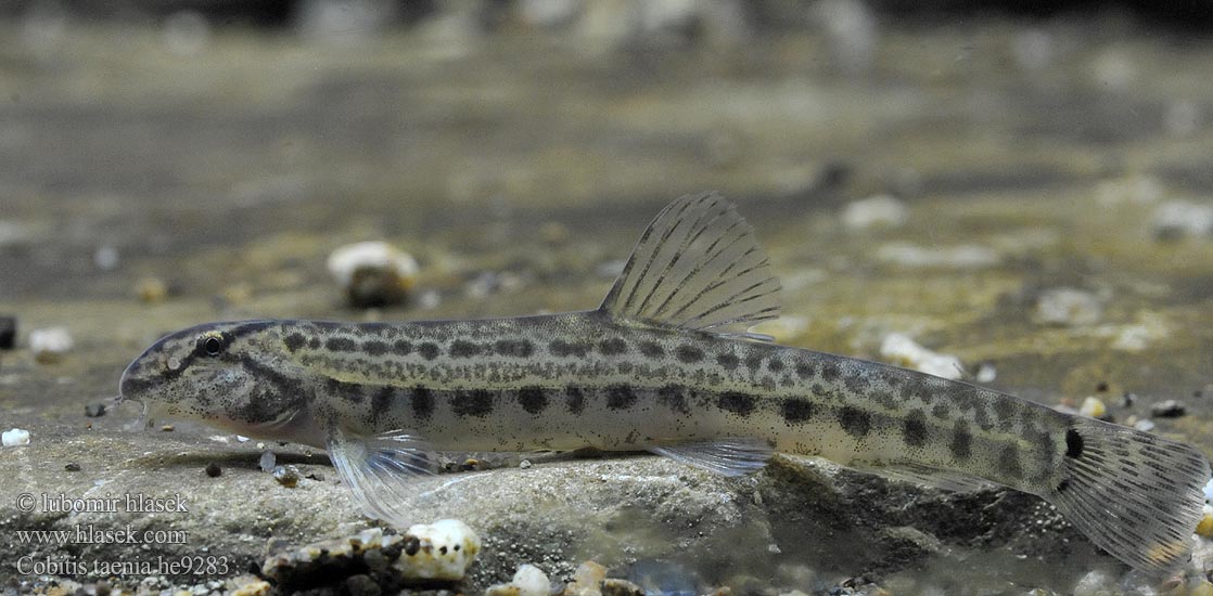 Cobitis elongatoides Sekavec protáhlý štíhlý obecný písečný taenia Fâsa mare Velika nežica Balkan Loach Balkan-Steinbeißer Koza bałkańska Pĺž balkánsky Nyurga csík Balkan-modderkruiper Голям щипок Balkansk pigsmerling