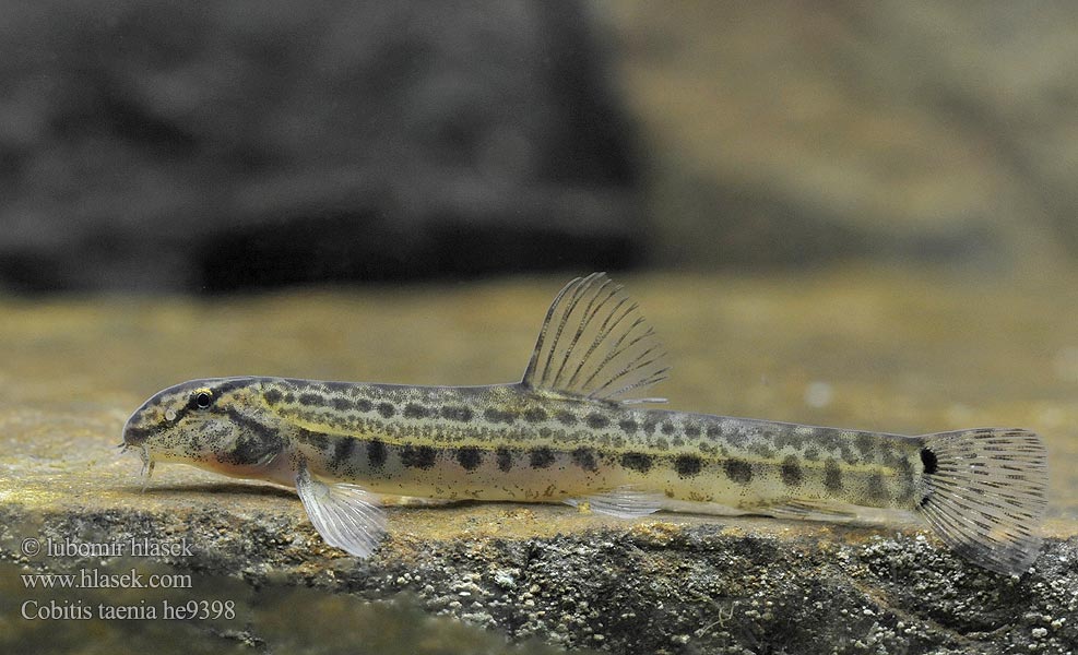 Cobitis taenia Pĺž balkánsky Koza bałkańska elongatoides Sekavec protáhlý štíhlý obecný písečný Fâsa mare Velika nežica Balkan Loach Balkan-Steinbeißer Nyurga csík Balkan-modderkruiper Голям щипок Balkansk pigsmerling