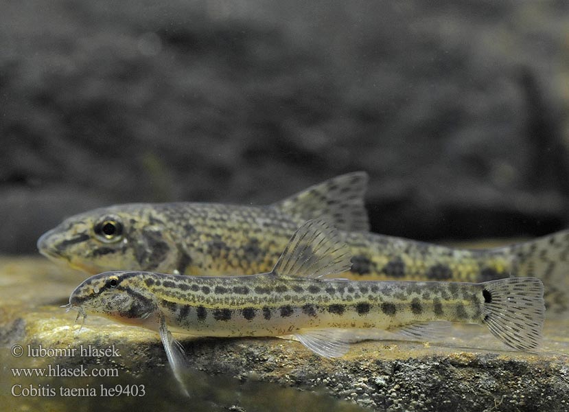 Cobitis elongatoides Pĺž balkánsky Koza bałkańska Sekavec protáhlý štíhlý obecný písečný Fâsa mare Velika nežica Balkan Loach Balkan-Steinbeißer Nyurga csík Balkan-modderkruiper Голям щипок Balkansk pigsmerling