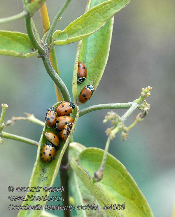 Coccinella septempunctata Slunéčko sedmitečné Siebenpunkt-Marienkäfer