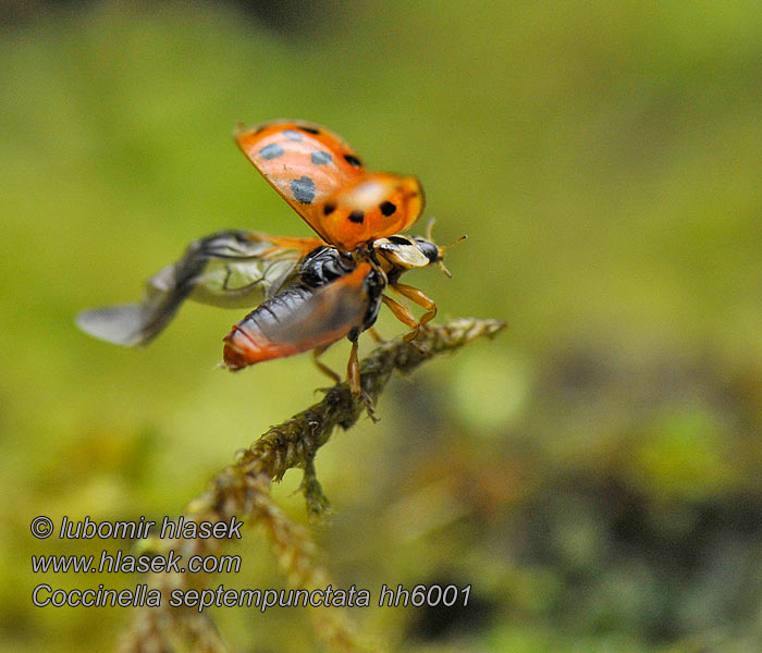 Coccinella septempunctata Seitsenpistepirkko Coccinelle à 7 points