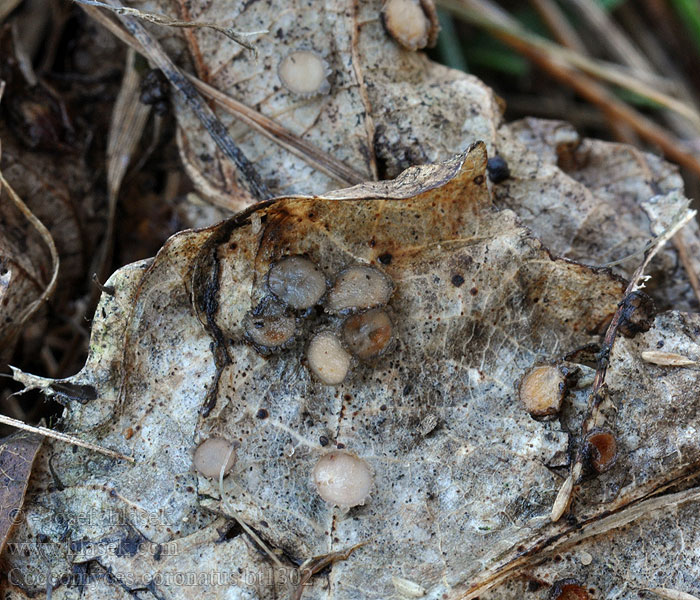 Coccomyces coronatus Krone-tandskive Kronsprickling