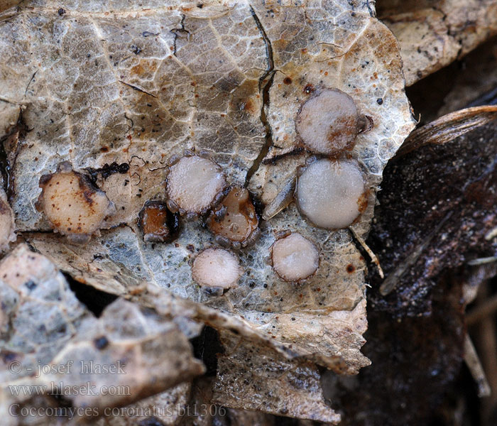 Coccomyces coronatus Hvězdnatka ozdobná Коккомицес увенчанный