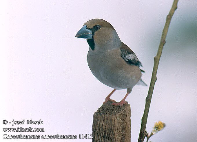 Coccothraustes coccothraustes Hawfinch Kernebider Nokkavarpunen Grosbec casse-noyaux gros-bec Appelvink Frosone Meggyvágók Kernbeisser Grubodziób Glezg obyčajný hrubozobý Dlask tlustozobý Picogordo Stenknäck 鍚嘴雀 Дубонос シメ بلبل زيتوني 콩새 Χοντρομύτης Bico-grossudo Костогриз Kocabaş פצחן