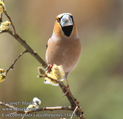 Coccothraustes coccothraustes 11441