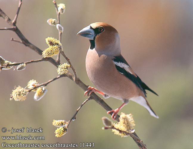 Coccothraustes coccothraustes 11443