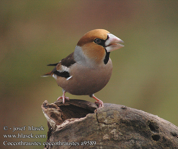 Coccothraustes coccothraustes a9589