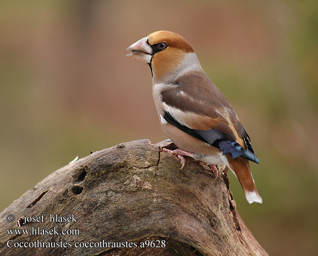 Костогриз Kocabaş פצחן Coccothraustes coccothraustes