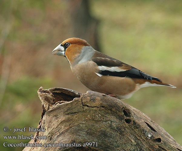 Coccothraustes coccothraustes Glezg obyčajný hrubozobý