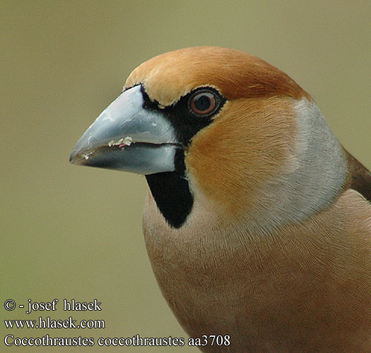 Hawfinch Kernebider Nokkavarpunen Grosbec casse-noyaux gros-bec