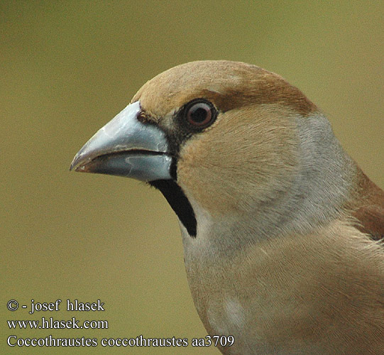 Hawfinch Kernebider Nokkavarpunen Grosbec casse-noyaux gros-bec