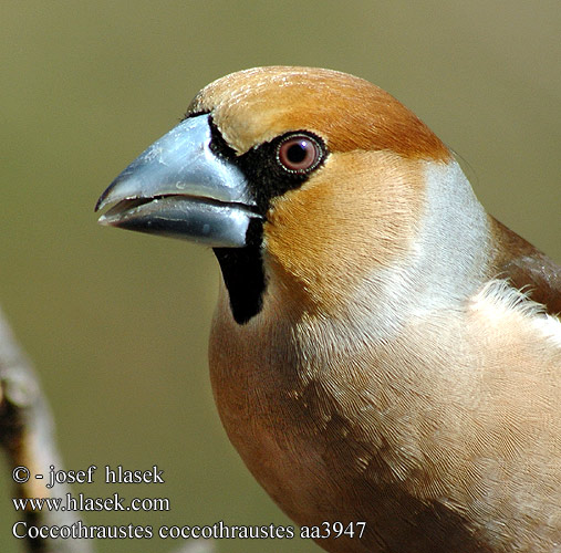 Coccothraustes coccothraustes aa3947