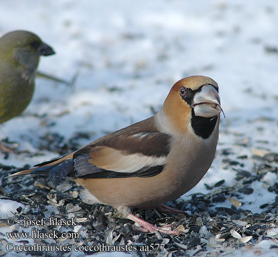 Coccothraustes coccothraustes シメ بلبل زيتوني 콩