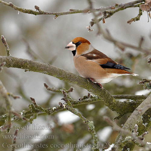 Coccothraustes coccothraustes ba2517