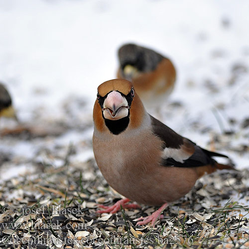 Dižknābis Kjernebiter Botgros Dlesk Trešnjar Coccothraustes coccothraustes