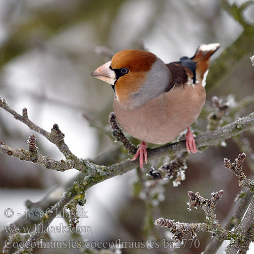 Dlesk Trešnjar Coccothraustes coccothraustes Hawfinch Kernebider