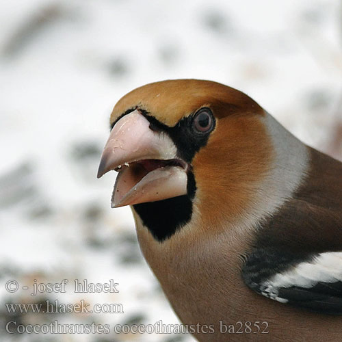 Hawfinch Kernebider Nokkavarpunen Grosbec casse-noyaux gros-bec