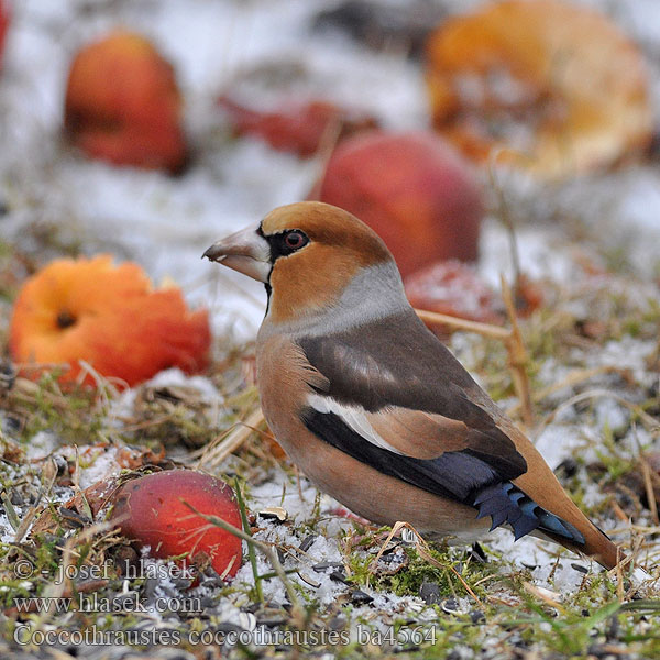 Coccothraustes coccothraustes ba4564