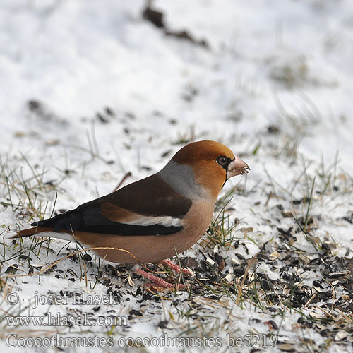 Coccothraustes coccothraustes Grosbec casse-noyaux gros-bec Appelvink Frosone Meggyvágók