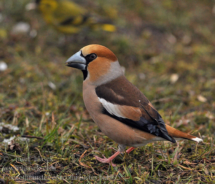 Kocabaş פצחן Coccothraustes coccothraustes