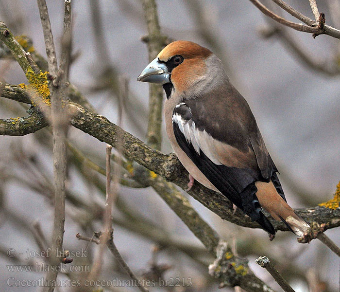 Coccothraustes_coccothraustes_br2213