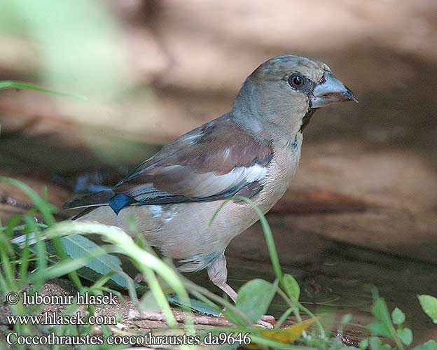 Coccothraustes coccothraustes da9646