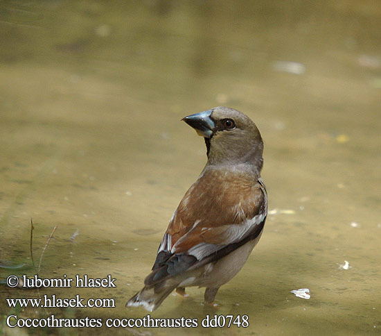 Coccothraustes coccothraustes dd0748