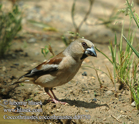 Coccothraustes coccothraustes dd0750