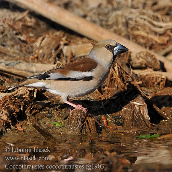 Kocabaş פצחן Coccothraustes coccothraustes Hawfinch Kernebider Nokkavarpunen