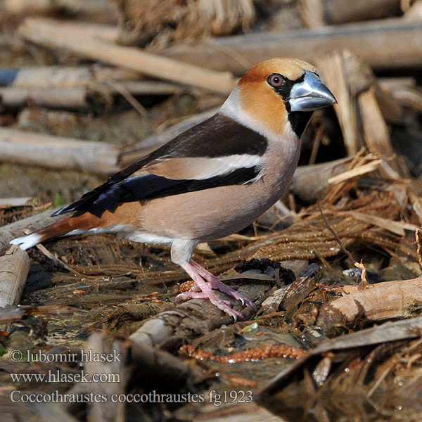 Coccothraustes coccothraustes Hawfinch Kernebider Nokkavarpunen