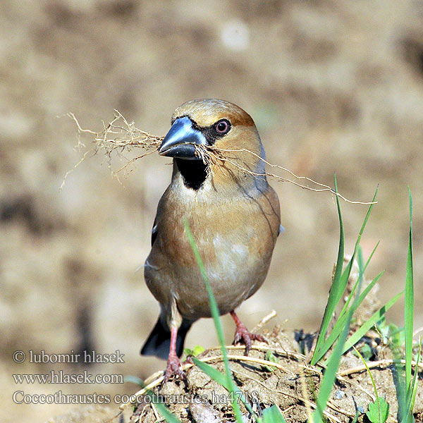 Coccothraustes coccothraustes ha4718