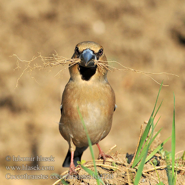 Coccothraustes coccothraustes ha4720