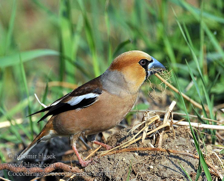 Χοντρομύτης Bico-grossudo Костогриз