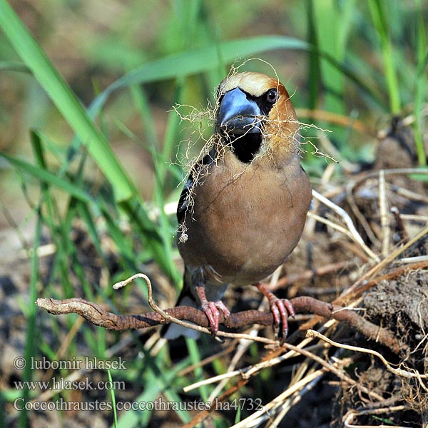 Coccothraustes coccothraustes ha4732