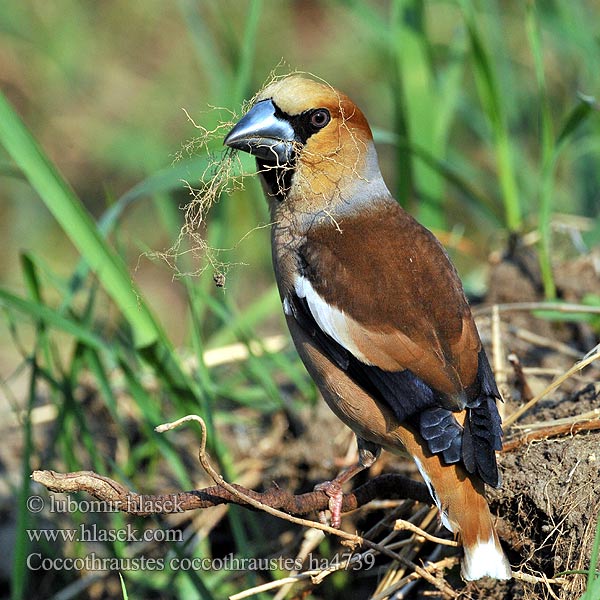 Костогриз Kocabaş פצחן Coccothraustes coccothraustes