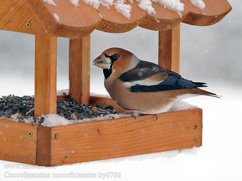 Kernebider Coccothraustes coccothraustes