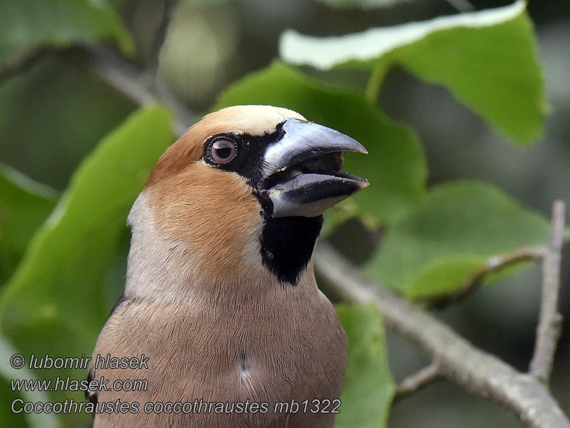 Coccothraustes coccothraustes Kernebider