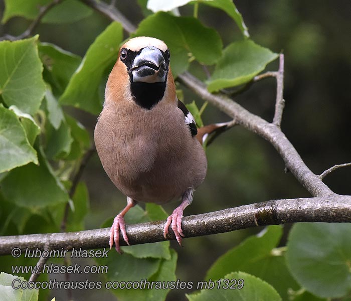 Coccothraustes coccothraustes Nokkavarpunen