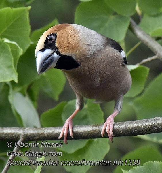 Coccothraustes coccothraustes Grosbec casse-noyaux gros-bec